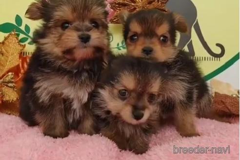 成約済の栃木県のミックス犬-212894の3枚目